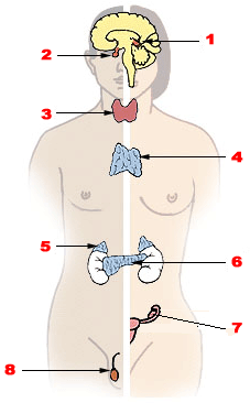http://www.amega.ir/files/GOD/%D9%86%D9%88%D8%B4%D8%AA%D9%87/Illu_endocrine_system.png